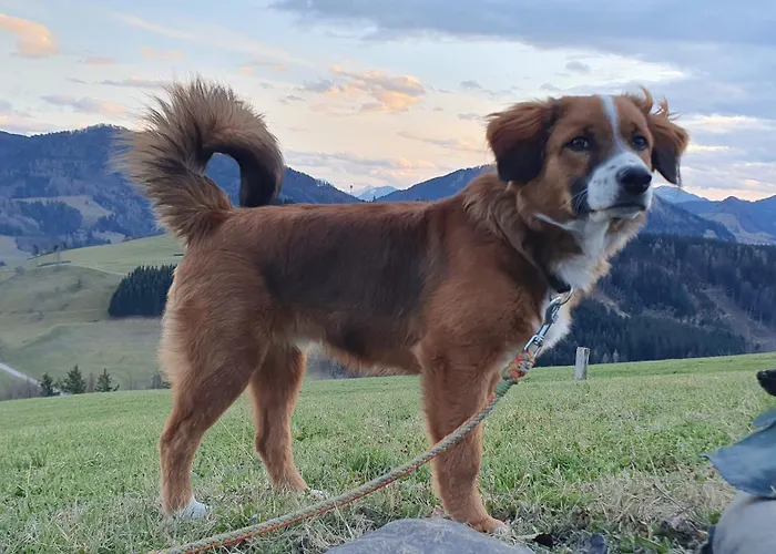 Mitterhirschberg, Familie Schweighuber